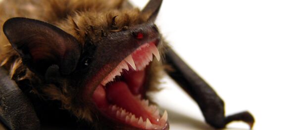 Un murciélago - Sputnik Mundo
