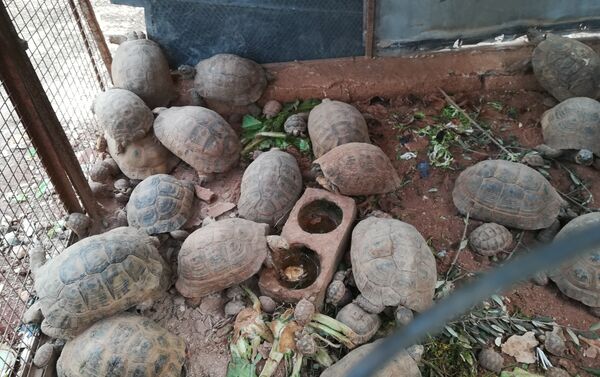 Algunas de las mascotas de Mustafá Jalifah - Sputnik Mundo