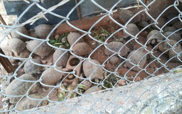 Algunas de las mascotas de Mustafá Jalifah - Sputnik Mundo