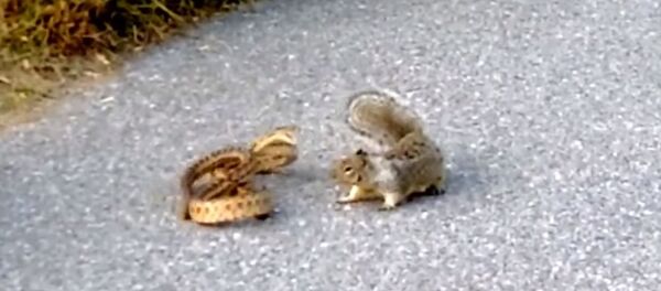 Ardilla ataca a una serpiente - Sputnik Mundo