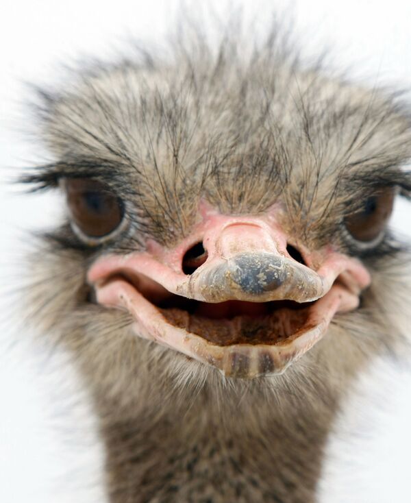 Día Mundial de la Sonrisa Día Mundial de la Sonrisa - Sputnik Mundo