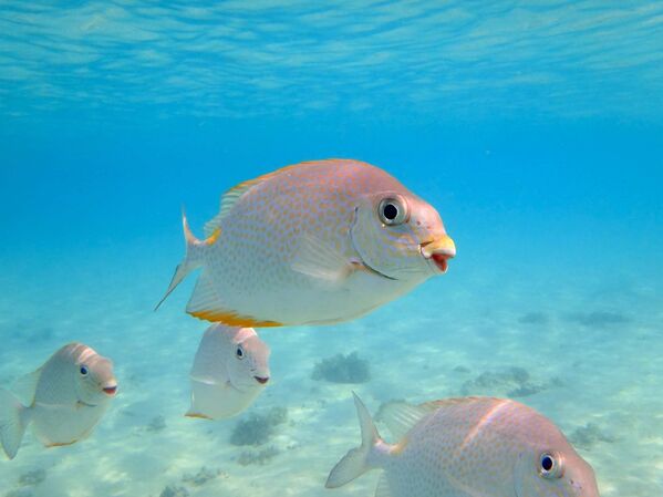 Día Mundial de la Sonrisa Día Mundial de la Sonrisa - Sputnik Mundo