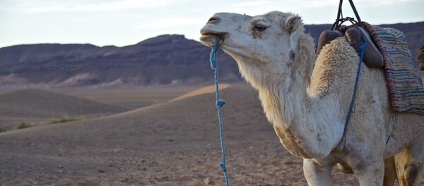Un camello, imagen referencial - Sputnik Mundo