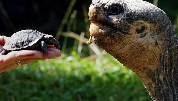 Tortugas en Galápagos - Sputnik Mundo