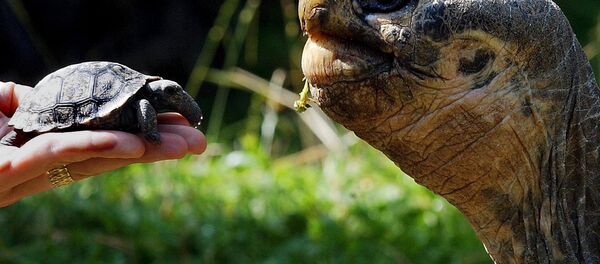 Tortugas en Galápagos - Sputnik Mundo