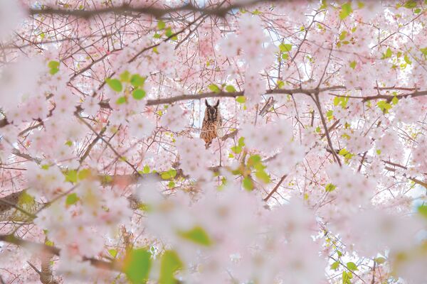 Mansur Serganov fotografió 'El búho, amo de sakura' en la ciudad de Grozni, república rusa de Chechenia. - Sputnik Mundo