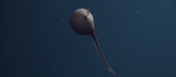 Un pez pelícano (eurypharynx pelecanoides) - Sputnik Mundo