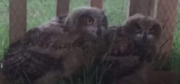 Así es el orfanato ruso para las aves rapaces - Sputnik Mundo