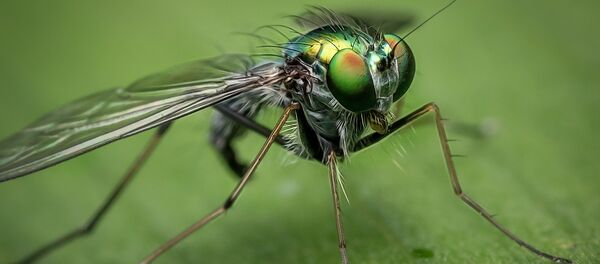 Una mosca - Sputnik Mundo