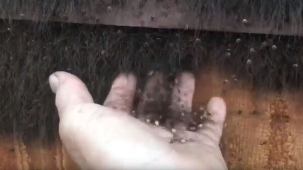 Miles de atemorizantes arañas salen de la nada - Sputnik Mundo