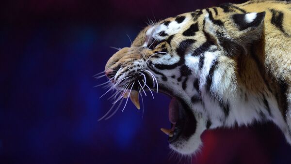Un tigre - Sputnik Mundo