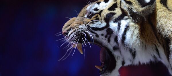 Un tigre - Sputnik Mundo
