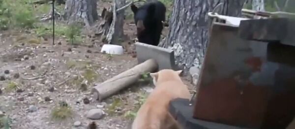 Un gato ataca a un oso - Sputnik Mundo