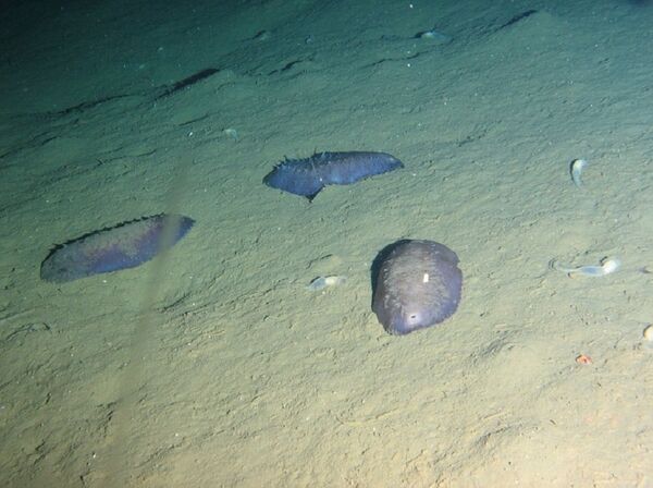 'Goloturias synallactidae' y 'Enteropneusta' a una profundidad de 1.960 metros - Sputnik Mundo