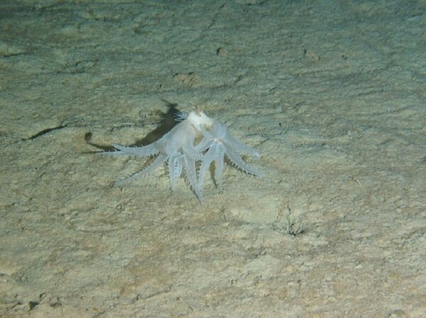 Coral blando 'Anthomastus robustus' a una profundidad de 3.931 metros - Sputnik Mundo