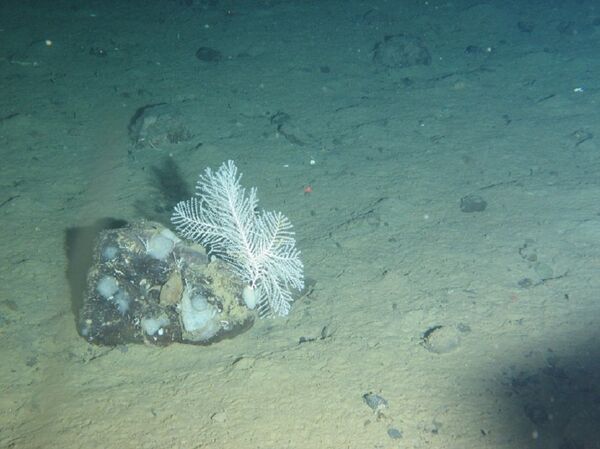 'Gorgonia narella' a una profundidad de 2.641 metros - Sputnik Mundo