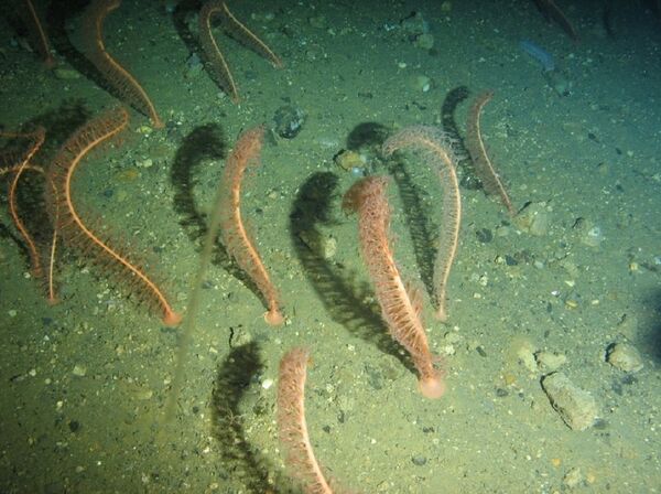 'Pennatuláceos anthoptilum grandiflora' a una profundidad de 1.687 metros - Sputnik Mundo