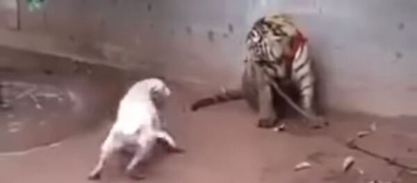 Un perro ataca a un tigre Un perro ataca a un tigre - Sputnik Mundo