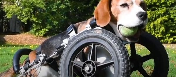 La increíble historia de superación del perrito que nació sin huesos en una pata - Sputnik Mundo