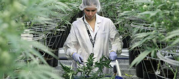 La producción de cannabis en Canadá - Sputnik Mundo