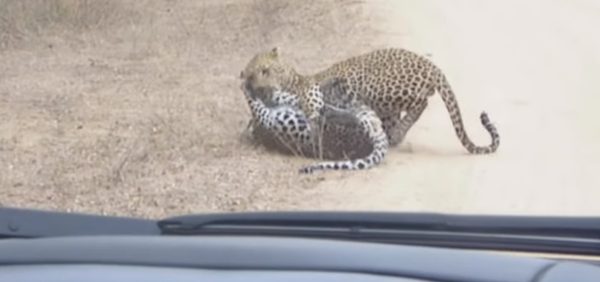 La batalla a muerte de dos leopardos La batalla a muerte de dos leopardos - Sputnik Mundo