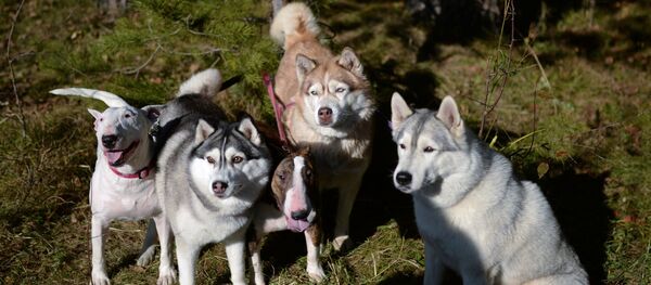 Perros - Sputnik Mundo