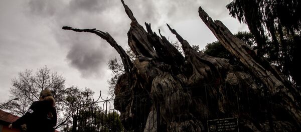 Ahuehuete mexicano, en donde Cortés lloró - Sputnik Mundo