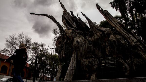 Ahuehuete mexicano, en donde Cortés lloró - Sputnik Mundo