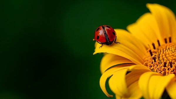 Una mariquita en una flor Una mariquita en una flor - Sputnik Mundo