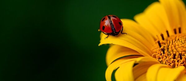 Una mariquita en una flor - Sputnik Mundo