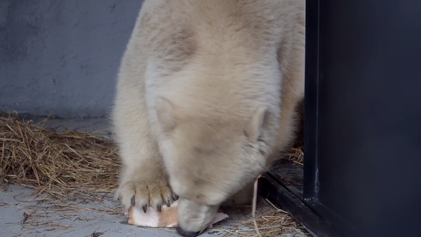 Un 'Winnie Pooh' blanco llega a su nueva casa en Krasnoyarsk - Sputnik Mundo