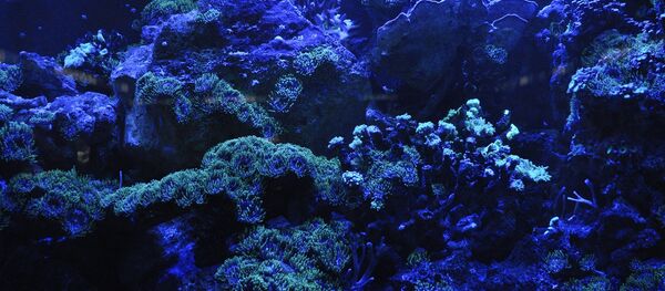 El mundo submarino - Sputnik Mundo