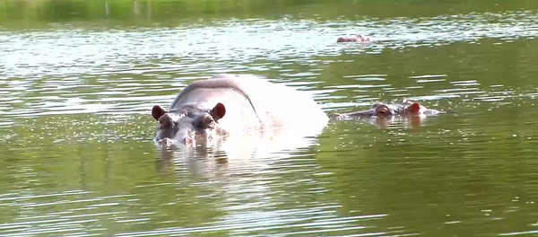 Hipopótamos de Pablo Escobar en el Doradal, Antioquia, Colombia - Sputnik Mundo