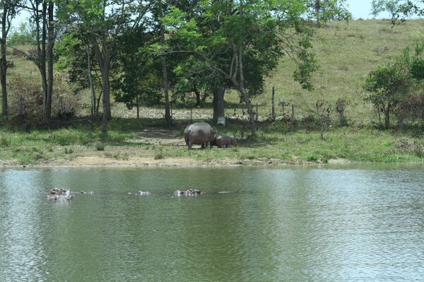Hipopótamos de Pablo Escobar en el Doradal, Antioquia, Colombia  - Sputnik Mundo