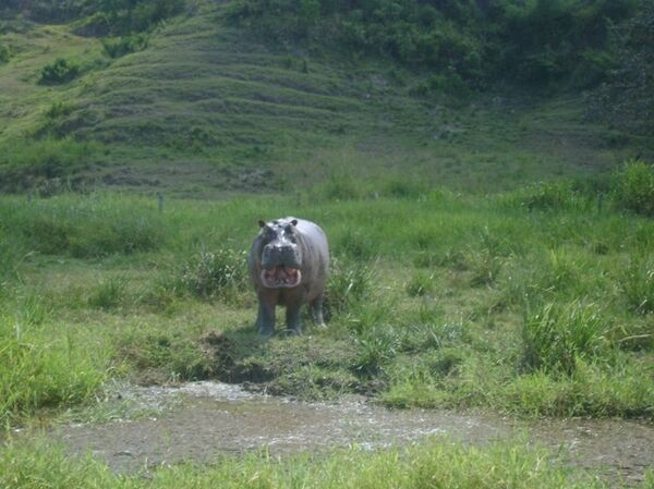 Hipopótamo de Pablo Escobar en el Doradal, Antioquia, Colombia  - Sputnik Mundo