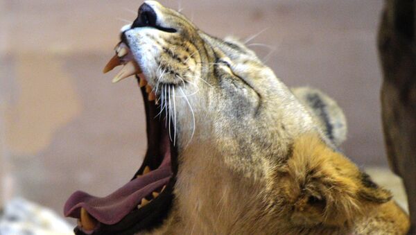 Una leona - Sputnik Mundo