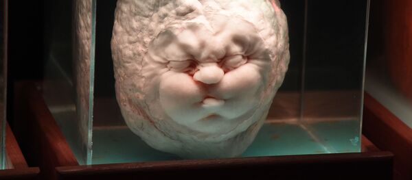 ¿Dulce o truco? Las calabazas más fantasmagóricas de Halloween ¿Dulce o truco? Las calabazas más fantasmagóricas de Halloween - Sputnik Mundo