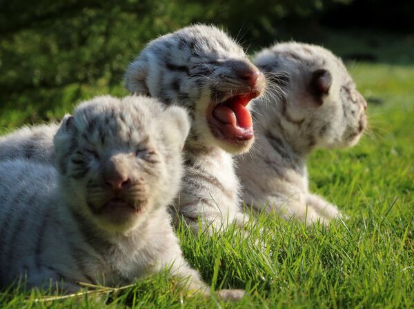 Cachorros de tigre de Bengala en el parque safari Taigan de Crimea. - Sputnik Mundo
