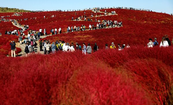 Campos de epilobio floreciente en el Parque Costero de Hitachi, Japón. - Sputnik Mundo