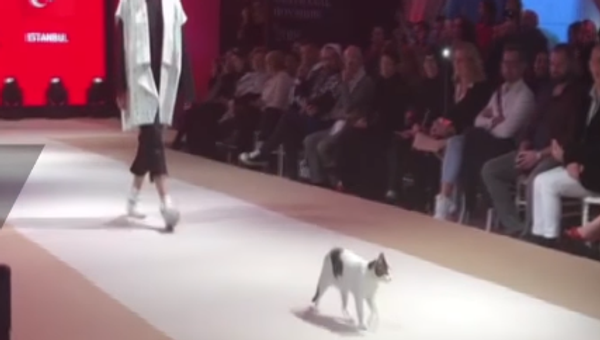 Un gatito conquista una pasarela de moda en Estambul - Sputnik Mundo