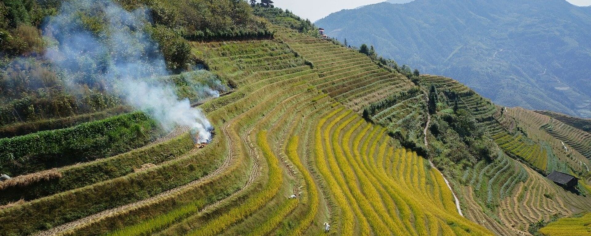 Un campo de arroz en China - Sputnik Mundo, 1920, 14.09.2024