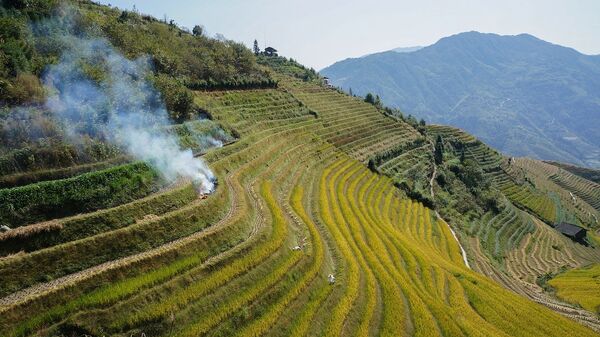 Un campo de arroz en China - Sputnik Mundo