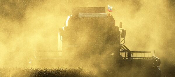 Recolección de la cosecha en Rusia - Sputnik Mundo