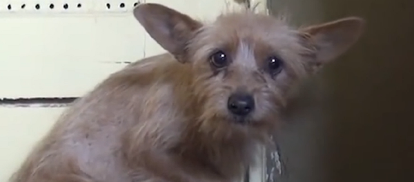 Conoce la conmovedora historia de salvación de la perra Holly Conoce la conmovedora historia de salvación de la perra Holly - Sputnik Mundo