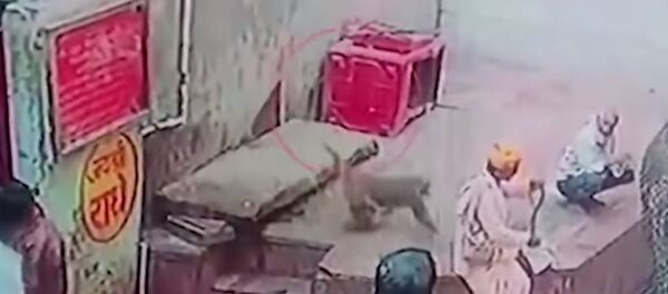 Un macaco le roba la cobra al encantador de serpientes - Sputnik Mundo