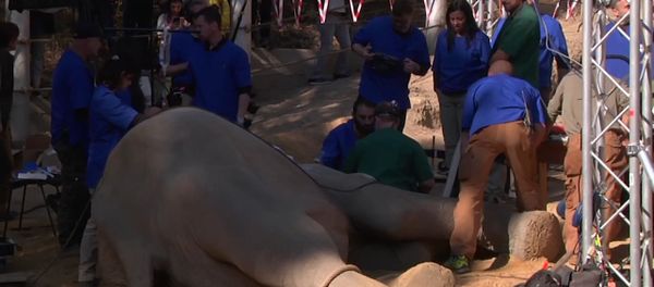 Así se le saca el colmillo a un elefante durante 5 horas - Sputnik Mundo