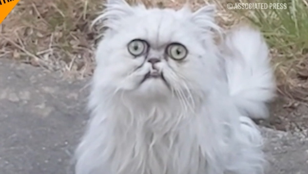 ¿Sabes poner la misma cara que este gato? - Sputnik Mundo