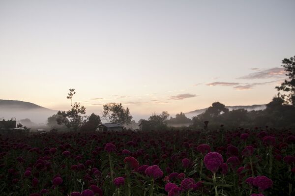 Así se festejó el Día de Muertos en Ciudad de México (fotos) - Sputnik Mundo