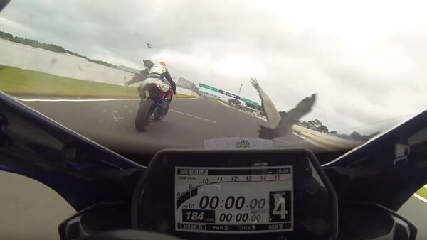 Un ganso se estrella contra dos pilotos de motos a 183 km/h - Sputnik Mundo