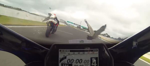 Un ganso se estrella contra dos pilotos de motos a 183 km/h - Sputnik Mundo